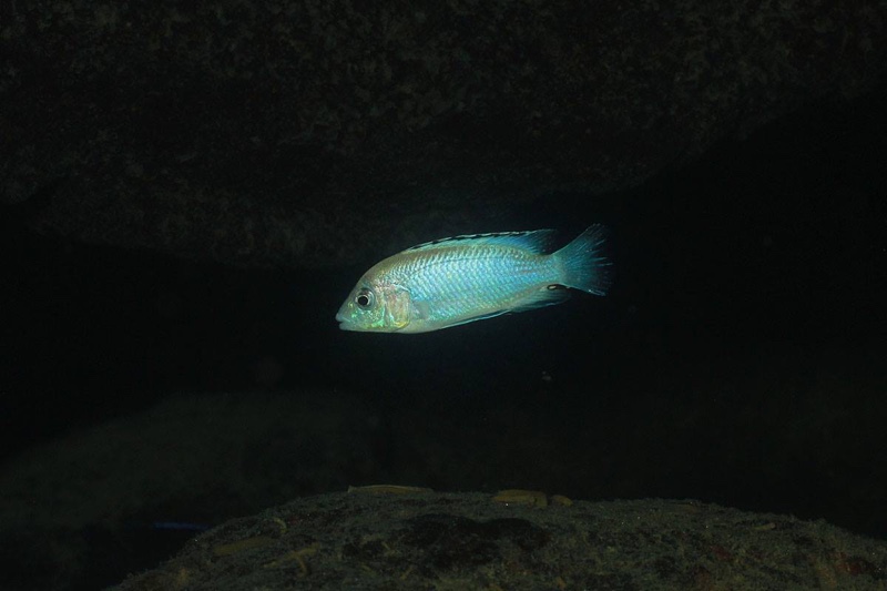 Labidochromis caeruleus 'Nkhata Bay'